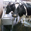 La Buvette drinkbak, rvs, type GV150, ¾", 66 liter, geschikt voor 3 koeien 