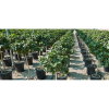 Irritec cirkel druppelaar, 8 druppelpunten, 2 l/uur, d = 250 mm 