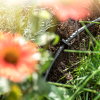 SummerRain druppelsysteem voor borders en hagen, l = 25 m 